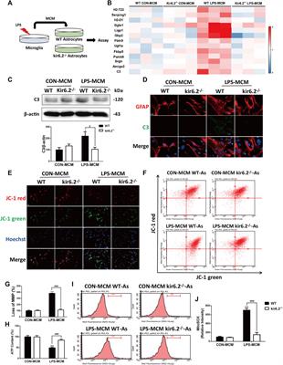 Corrigendum: Induced expression of kir6.2 in A1 astrocytes propagates inflammatory neurodegeneration via Drp1-dependent mitochondrial fission